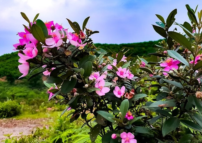 Hơn nữa, sim rừng còn cho hoa rất đẹp mắt. Ảnh: Facebook