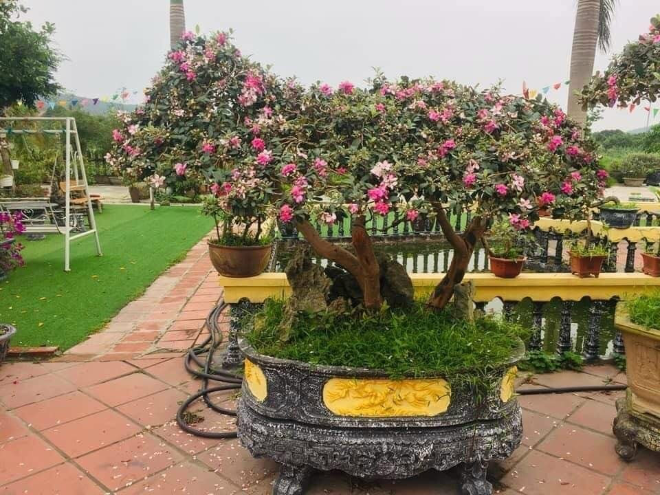 Ít ai biết rằng, cây sim rừng có thể lên chậu thành bonsai siêu đẹp. Ảnh: Facebook