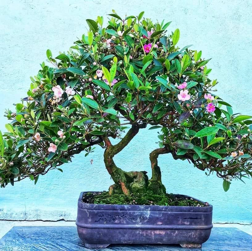 Sim bonsai có ưu điểm khỏe, chịu được các kiểu thời tiết, xanh quanh năm nên không phải chăm sóc cầu kỳ. Ảnh: Facebook