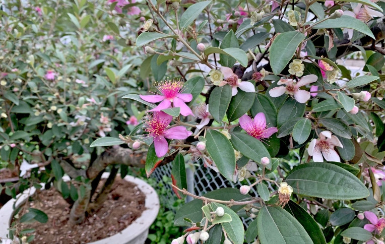 Cây sim vốn dĩ có thể sinh trưởng trên núi với điều kiện tự nhiên khắc nghiệt nên có sức sống mãnh liệt. Ảnh: Zions