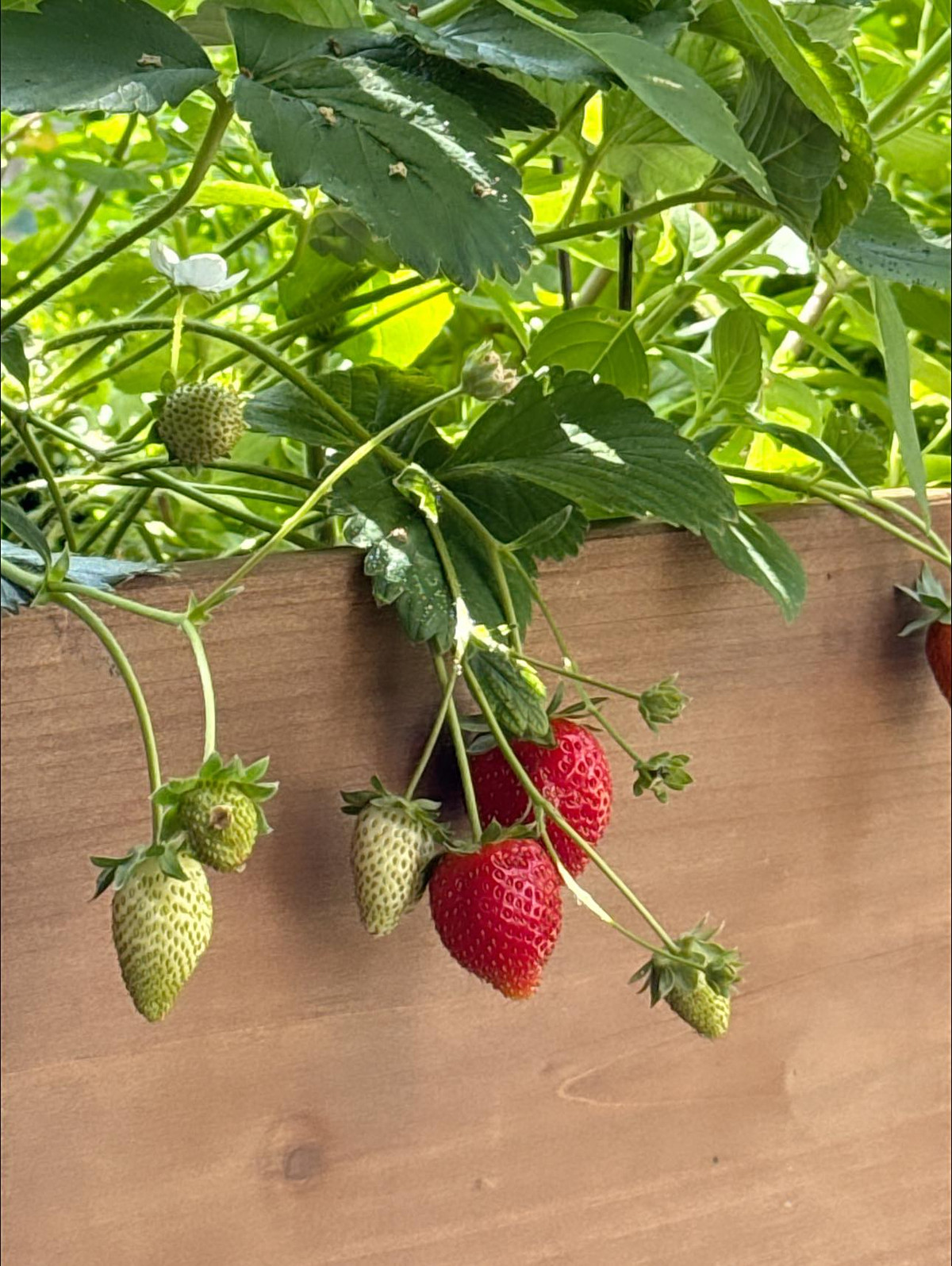 Là người yêu thiên nhiên, Kim Hiền thường xuyên làm mới khu vườn bằng cách chọn mua thêm nhiều cây cảnh, đầu tư trải thảm cỏ và mỗi ngày đều tưới cây, tỉa cành. Ảnh: FB Kim Hiền