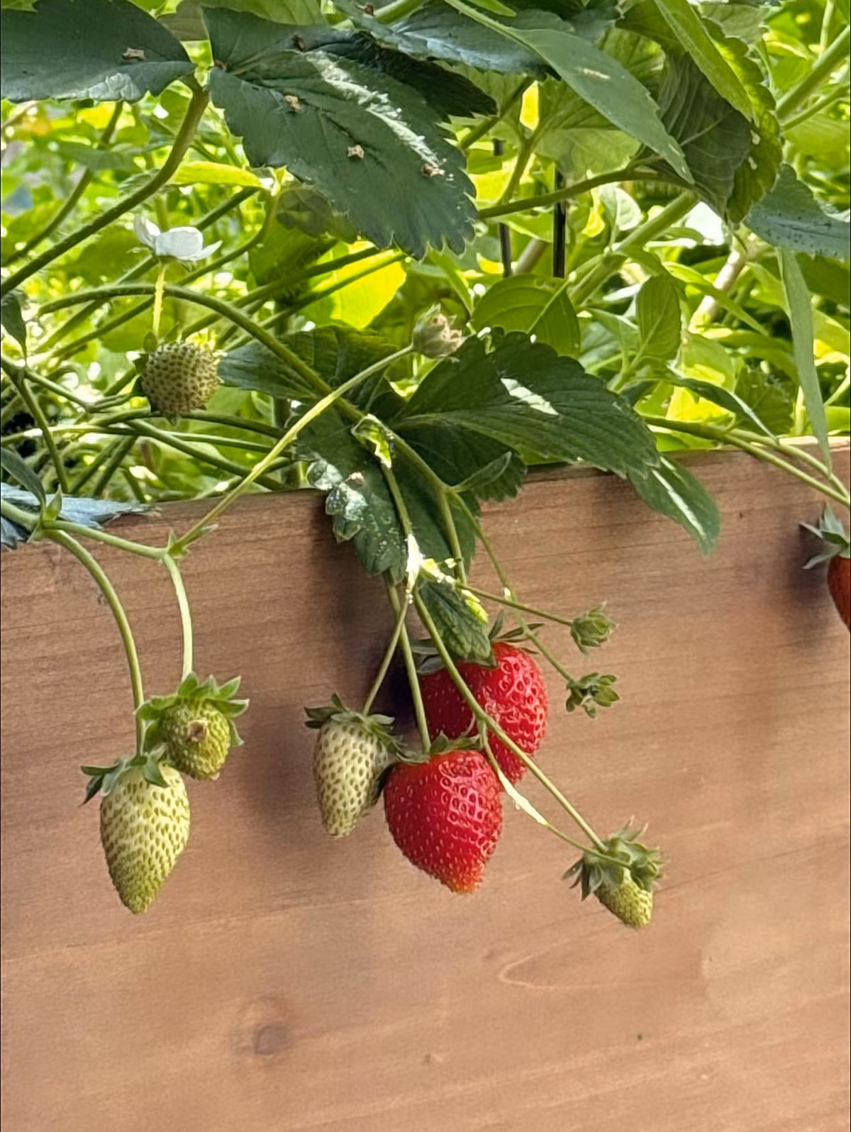 Là người yêu thiên nhiên, Kim Hiền thường xuyên làm mới khu vườn bằng cách chọn mua thêm nhiều cây cảnh, đầu tư trải thảm cỏ và mỗi ngày đều tưới cây, tỉa cành. Ảnh: FB Kim Hiền