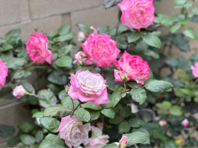 Mỗi loại hoa nở theo mùa nên quanh năm biệt thự của Kim Hiền đều ngập sắc hoa. Ảnh: FB Kim Hiền