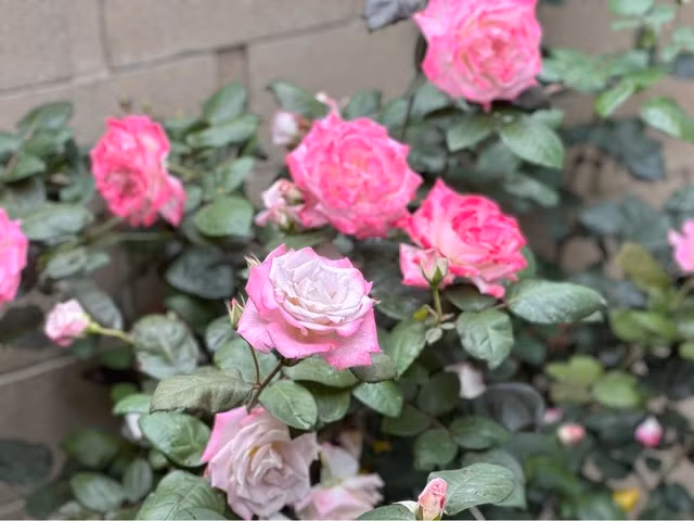 Mỗi loại hoa nở theo mùa nên quanh năm biệt thự của Kim Hiền đều ngập sắc hoa. Ảnh: FB Kim Hiền