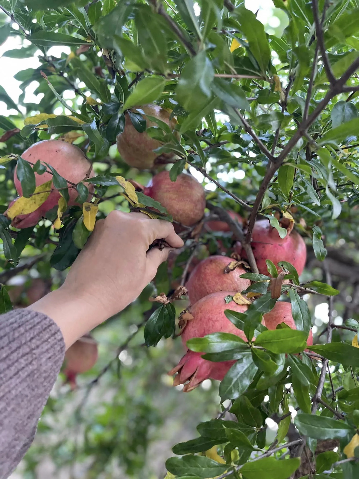 Cây lựu sai trĩu quả. Ảnh: FB Kim Hiền