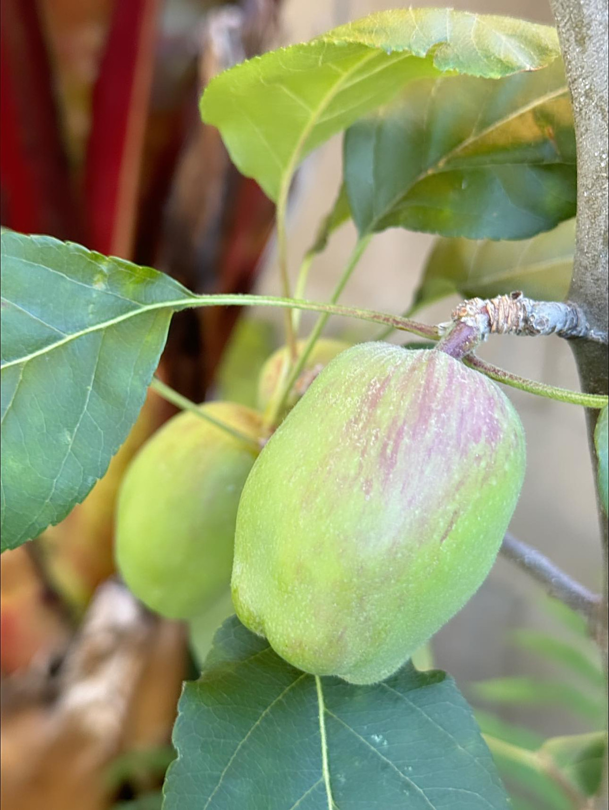 Ngoài hoa, khu vườn của Kim Hiền có rất nhiều cây ăn quả. Ảnh: FB Kim Hiền