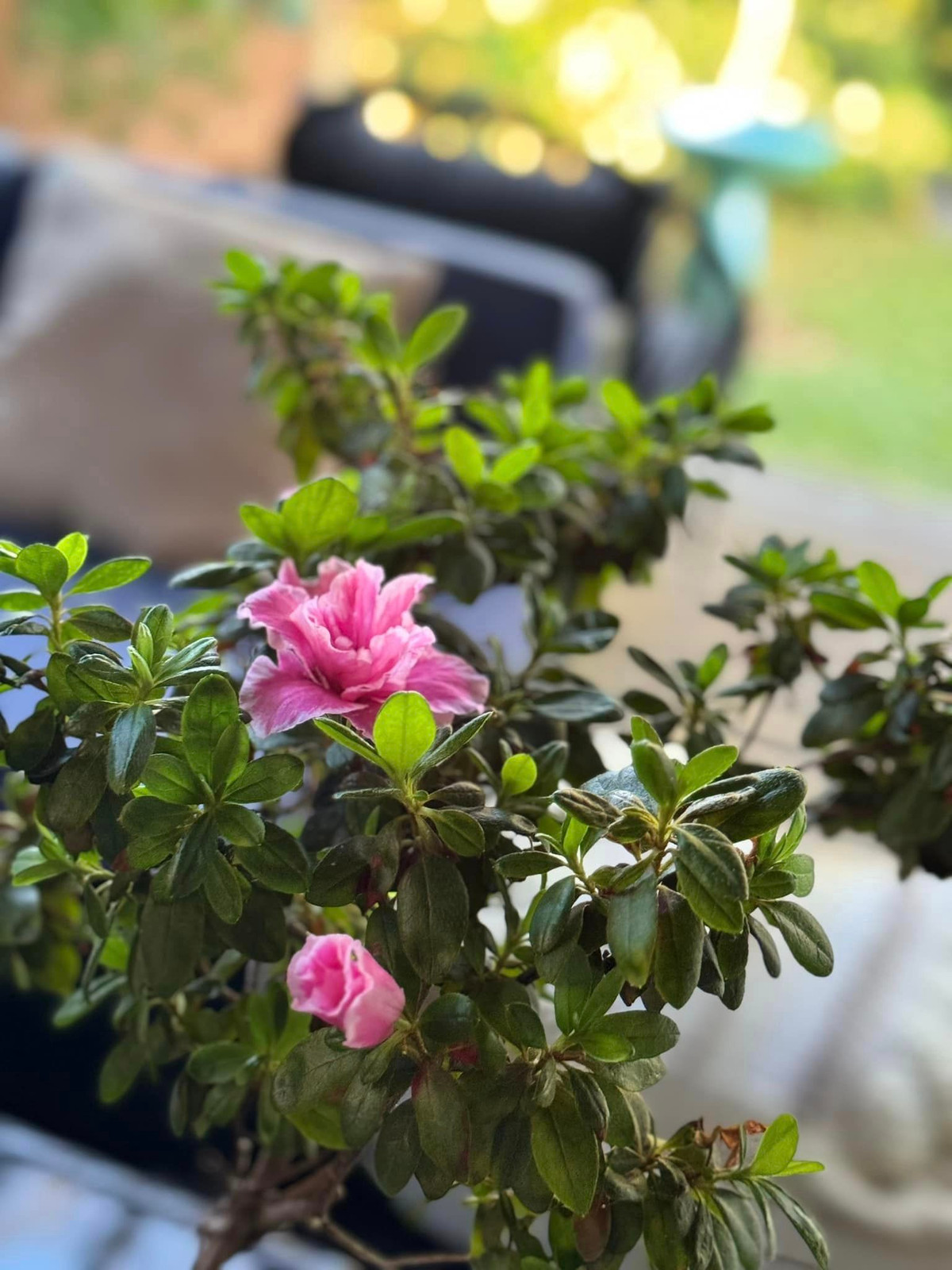 Mỗi loại hoa, Kim Hiền trồng với số lượng lớn lên tới cả chục cây. Ảnh: FB Kim Hiền