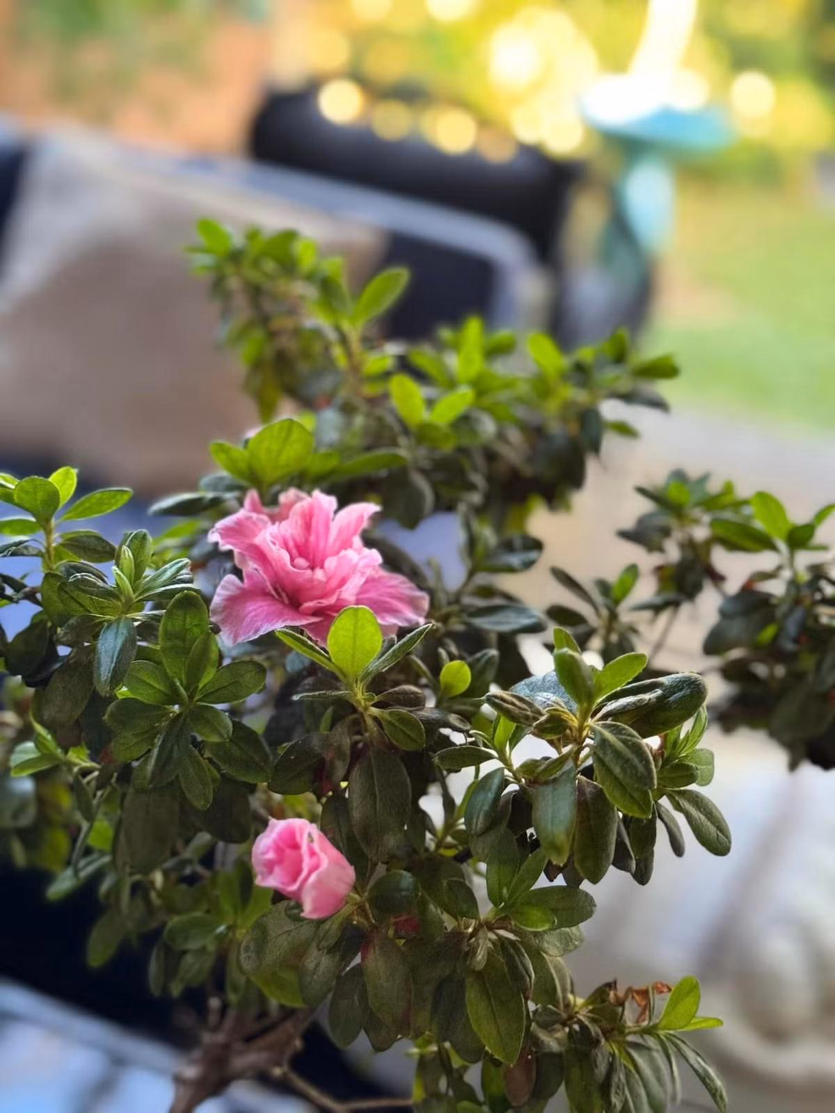 Mỗi loại hoa, Kim Hiền trồng với số lượng lớn lên tới cả chục cây. Ảnh: FB Kim Hiền