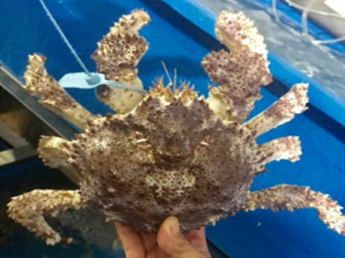 Tại Việt Nam, cua ruby nhập khẩu có trọng lượng trung bình từ 1 - 3kg/con, giá dao động từ 1,1 - 1,5 triệu đồng/kg. Ảnh: Daohaisan