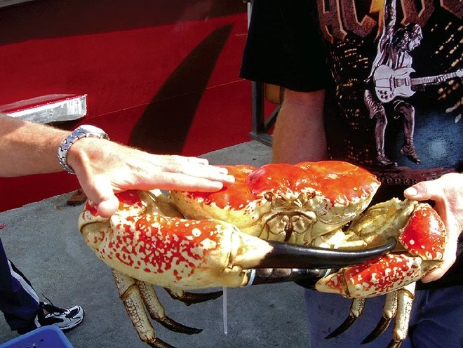 Tại Việt Nam, giá cua Tasmania Úc cũng thuộc diện siêu đắt đỏ từ 4 - 6 triệu đồng/kg. Tính ra, mỗi con cua Tasmania Úc giá có thể lên tới 40 - 60 triệu đồng. Ảnh: Weekendnotes