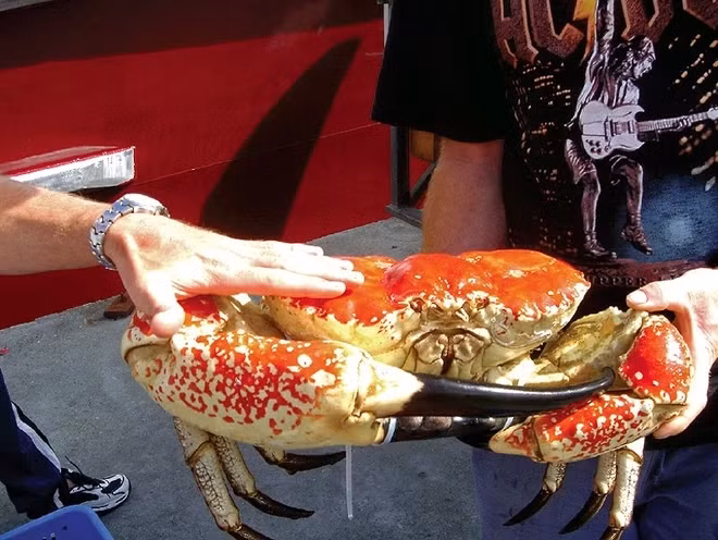 Tại Việt Nam, giá cua Tasmania Úc cũng thuộc diện siêu đắt đỏ từ 4 - 6 triệu đồng/kg. Tính ra, mỗi con cua Tasmania Úc giá có thể lên tới 40 - 60 triệu đồng. Ảnh: Weekendnotes