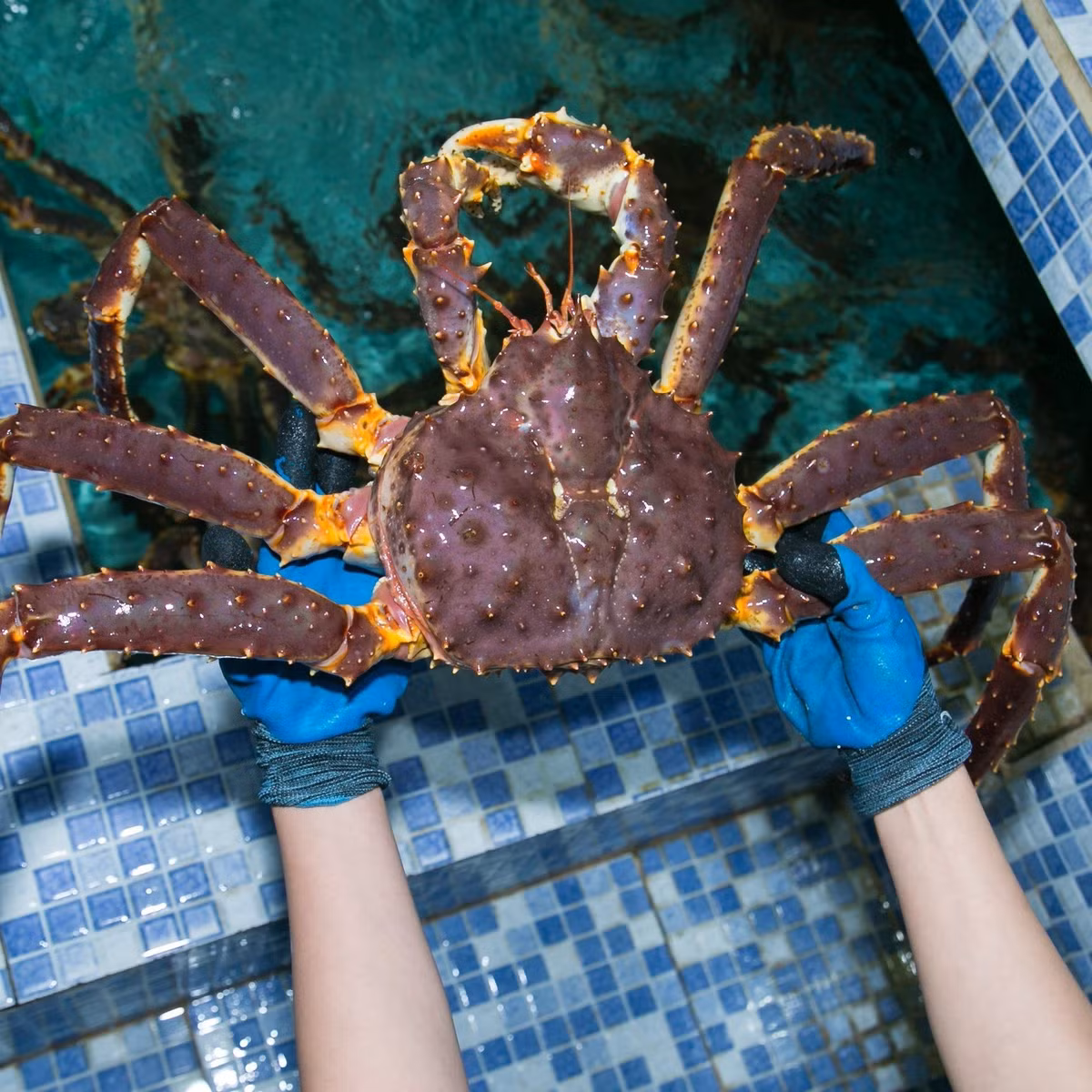 Trên thị trường, giá cua hoàng đế dao động từ 1,6 - 3 triệu đồng/kg. Tính ra, một con cua có giá từ 4 - 15 triệu đồng. Ảnh: Haisanhoanggia