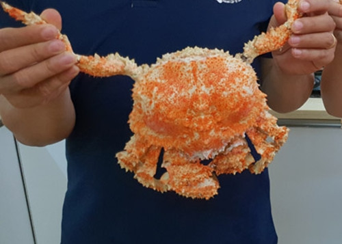 Cua ruby dài khoảng 60cm và có thể nặng tới 9kg/con. Vỏ cua lấp lánh, cứng, nhiều gai nhọn nhưng bên trong mềm như nhiều loại cua khác. Ảnh; Hieuhaisan