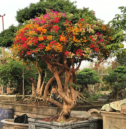 Đáng chú ý, vào dịp Tết năm 2019, một chủ vườn tại Hưng Yên rao bán chậu bonsai hoa giấy giá lên tới hơn 600 triệu đồng. Ảnh: Vietnamnet