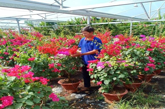 Điển hình như nông dân Hà Văn Khị sinh năm 1954 (sống tại ấp Phú Thạnh, xã Phú Mỹ, huyện Mỏ Cày Bắc, tỉnh Bến Tre) có lãi 1 tỷ đồng/năm nhờ trồng hoa giấy. Ảnh: Dân Việt