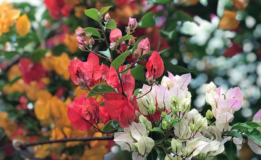 Ngoài tuổi đời, giá trị của cây hoa giấy còn phụ thuộc lớn ở tay nghề và khối óc của nghệ nhân. Ảnh: Vietnamnet