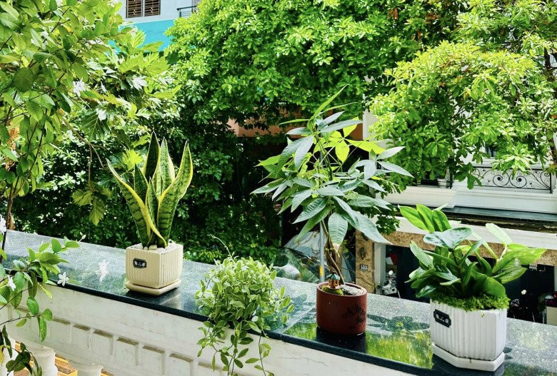 Vườn nhà Vy Oanh còn có phong lá đỏ, thài lài tím, hồng môn... Ảnh: FBNV