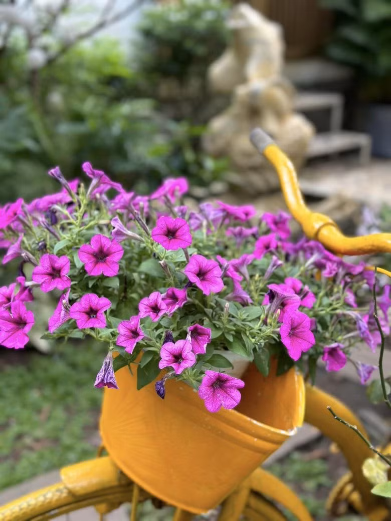 Nữ ca sĩ thiết kế cả một chiếc xe đạp chở hoa vô cùng nên thơ. Ảnh: FBNV