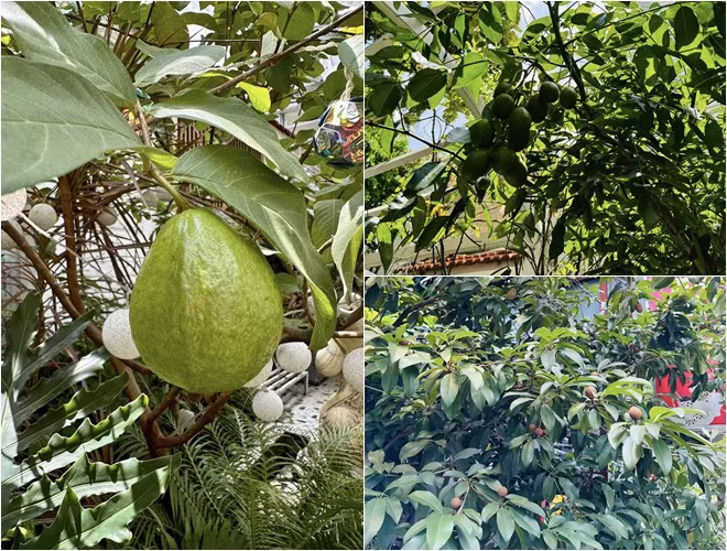 Ngoài ra còn có nhiều cây ăn trái như ổi, cóc, hồng xiêm... Ảnh: FBNV