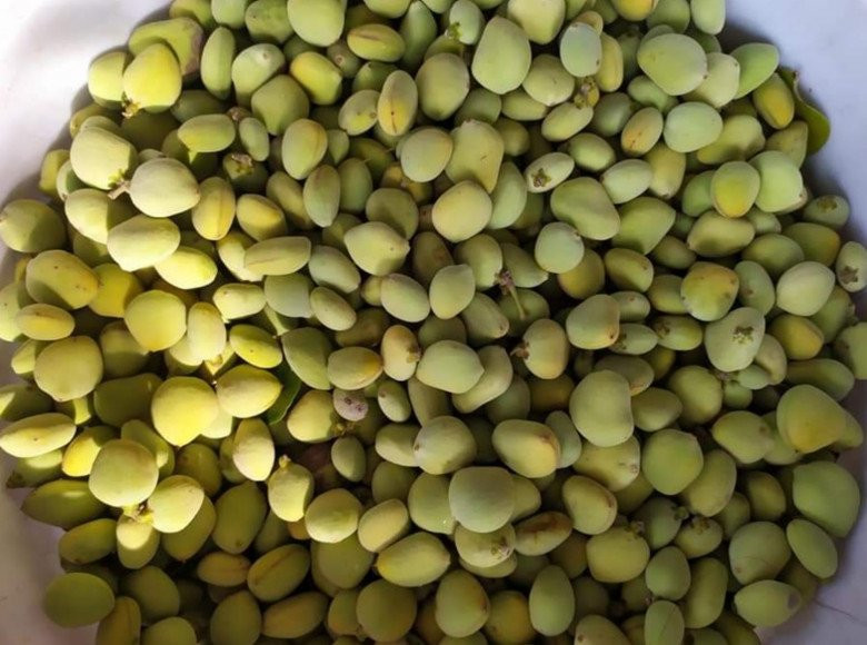 Trước đây, khi cuộc sống còn khó khăn, quả mắm là thức ăn "cứu đói" cho nhà nghèo. Ngày nay, nhiều người lại coi quả mắm là đặc sản. ảnh: Facebook