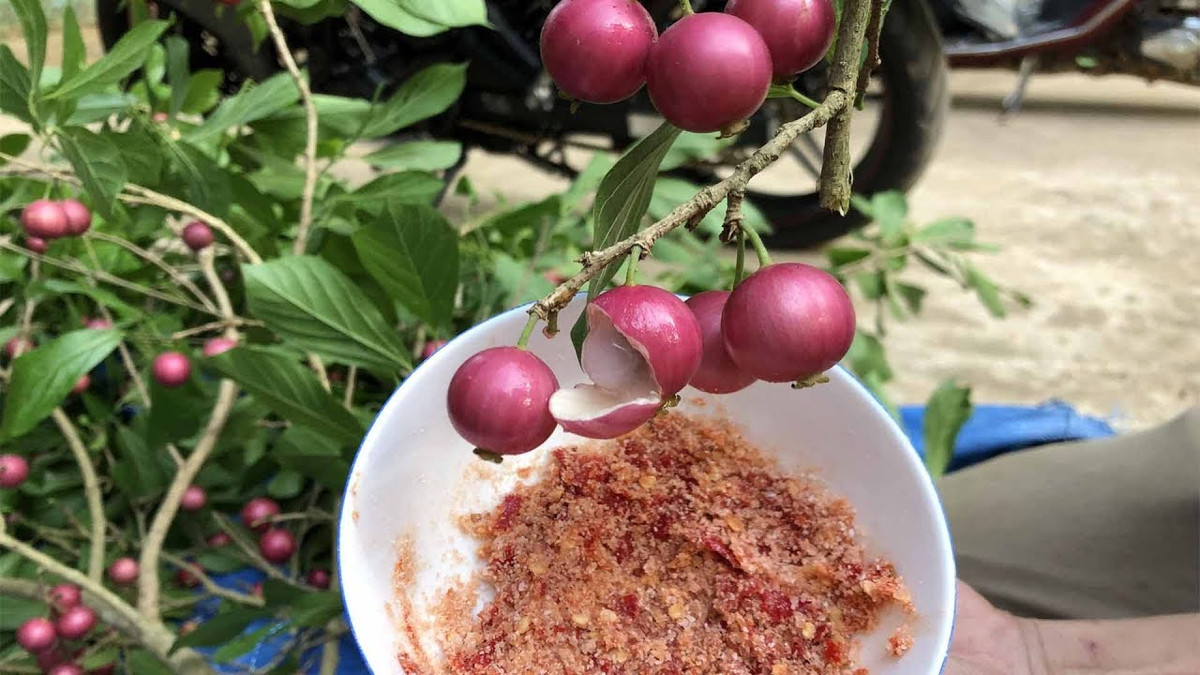 Trước kia, trái quăng không được nhiều người ưa chuộng, rựng đầy gốc. Nhưng nay tại chợ quê, trái quăng được bà con hái bán giá 10.000 đồng/chùm. Nếu mua theo cân giá khoảng 30.000 đồng/kg. Ảnh: YouTube