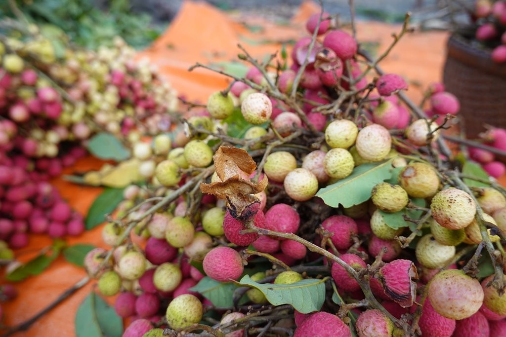 Mấy năm gần đây, thứ quả dại này lên đời thành đặc sản, được nhiều du khách lùng mua thưởng thức. Ảnh: Facebook