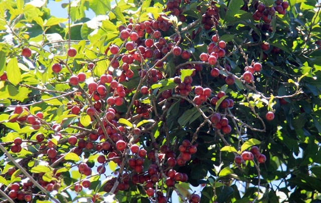 Trái quăng chín rộ, nhuộm đỏ cả cành vào tháng 6. Trái quăng mọc thành từng chùm, hình tròn, to bằng ngón chân người lớn. Ảnh: Dân Việt