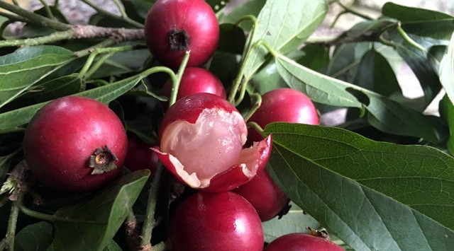 Trái quăng là loại quả dại mọc hoang ở bìa rừng, chân đồi ở Trung Bộ và Nam Bộ như Quảng Bình, Quảng Trị, Quảng Ngãi, Bình Dương, An Giang...Ảnh: Dân Việt