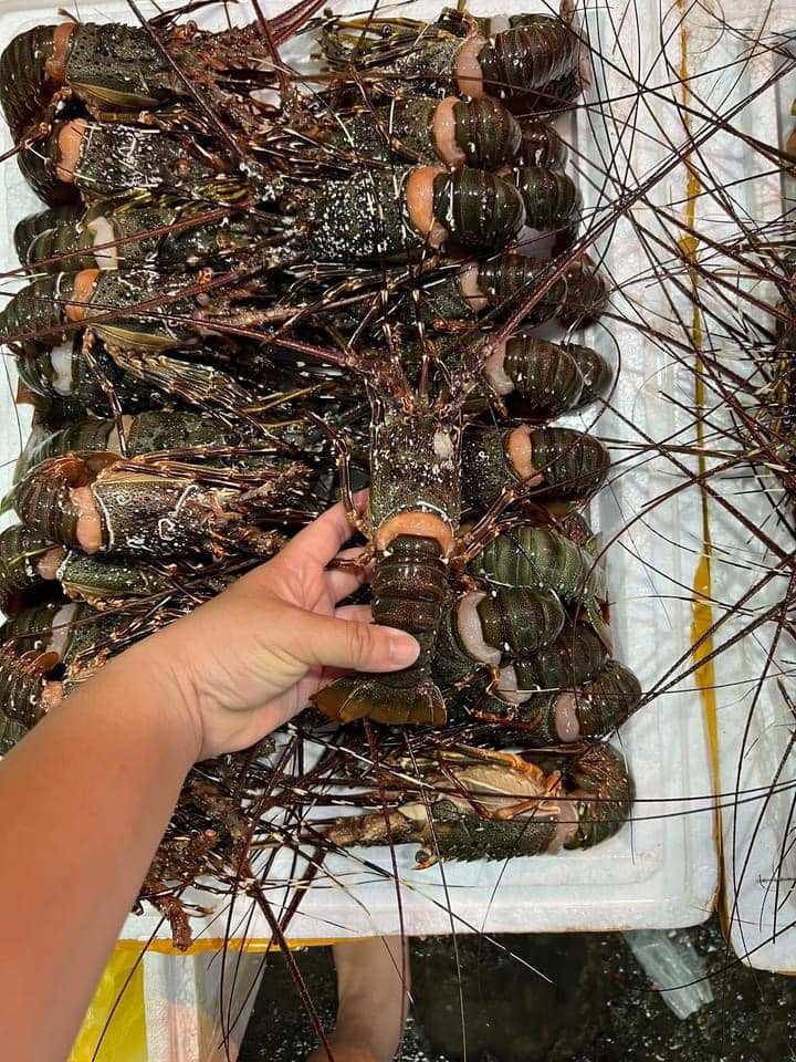 Giá rẻ nên số lượng khách hàng đặt mua tôm hùm này khá nhiều. Có người đặt 4-5 con, cũng có người tranh thủ mua 10-20 con mỗi lần. Ảnh: Facebook