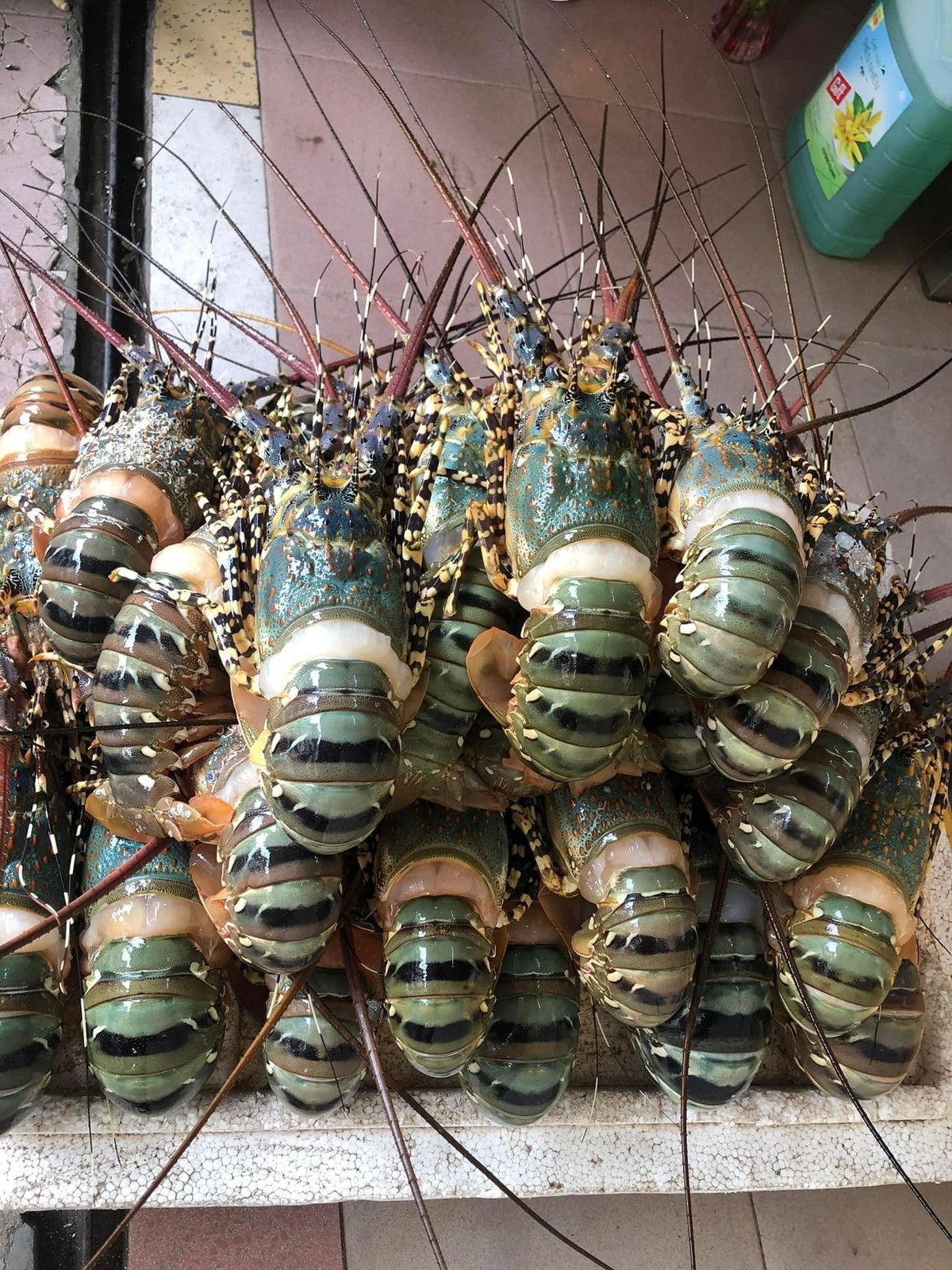 Theo một chủ cửa hàng hải sản tại Thanh Xuân (Hà Nội), mỗi loại tôm hùm có một mức giá khác nhau. Giá tôm hùm sống, đang bơi khác với tôm hùm đông lạnh hoặc ủ đá; tôm hùm size to cũng đắt đỏ hơn tôm hùm size nhỏ...Ảnh: Facebook