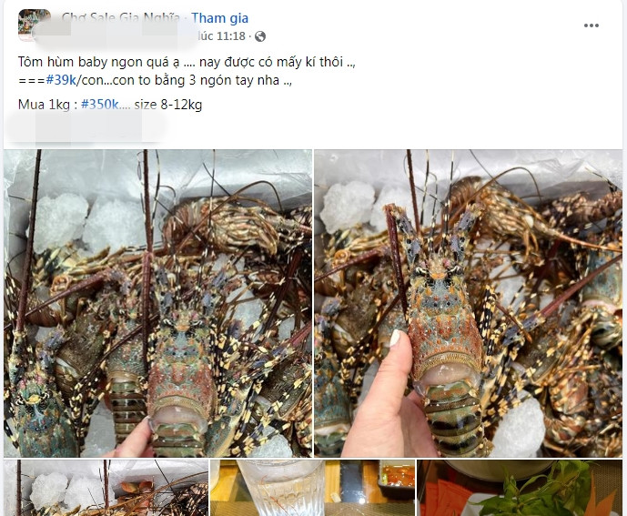 Nhưng gần đây, trên chợ mạng xuất hiện nhiều đầu mối rao bán tôm hùm giá rẻ chỉ từ 39.000 đồng/con. Ảnh chụp màn hình