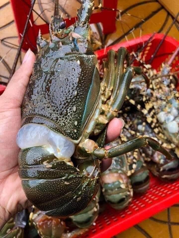 Trên thực tế, 1 con tôm hùm 1 lạng hàng ngộp giá 39.000 đồng, tương tương 1kg giá 390.000 đồng. Mức giá này ngang giá tôm hùm size 3 con hoặc 4 con/kg hàng ngộp đang bán trên thị trường. Ảnh: Facebook