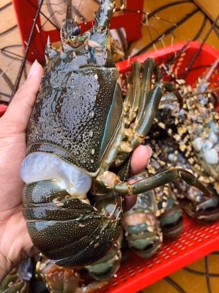 Trên thực tế, 1 con tôm hùm 1 lạng hàng ngộp giá 39.000 đồng, tương tương 1kg giá 390.000 đồng. Mức giá này ngang giá tôm hùm size 3 con hoặc 4 con/kg hàng ngộp đang bán trên thị trường. Ảnh: Facebook