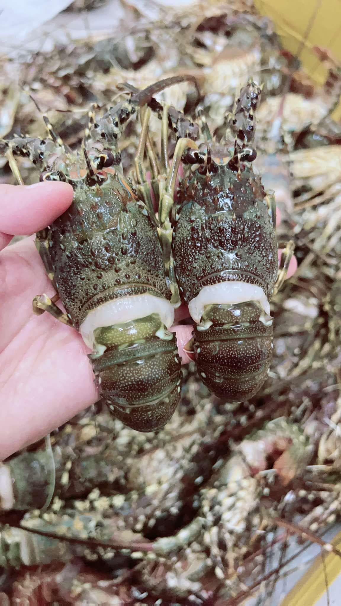 Tôm hùm giá rẻ 39.000 đồng/con, đánh vào tâm lý thích hàng rẻ của người tiêu dùng nên khá đắt khách. Ảnh: Facebook