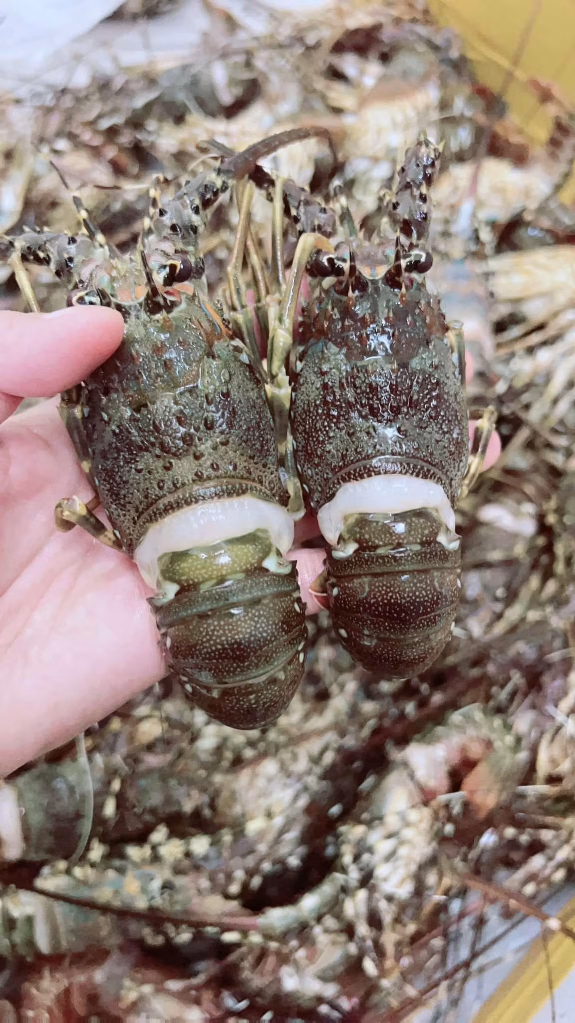 Tôm hùm giá rẻ 39.000 đồng/con, đánh vào tâm lý thích hàng rẻ của người tiêu dùng nên khá đắt khách. Ảnh: Facebook