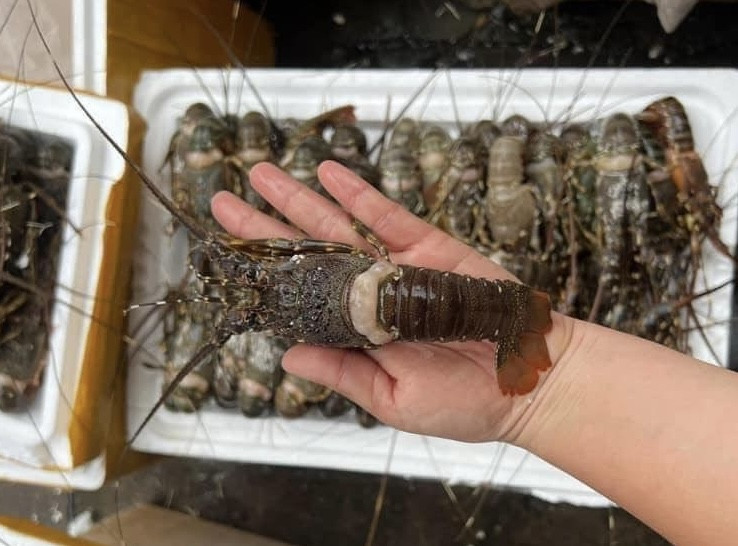 Mức giá này khiến nhiều bà nội trợ giật mình. Bởi, trước nay, giá tôm hùm giá tiền triệu, hàng đông lạnh kích cỡ nhỏ cũng có giá vài trăm nghìn đồng/cân. Nhưng nay, trên chợ mạng giá một con tôm hùm chỉ ngang bó rau. Ảnh: Vietnamnet