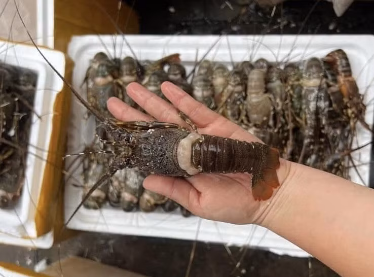 Mức giá này khiến nhiều bà nội trợ giật mình. Bởi, trước nay, giá tôm hùm giá tiền triệu, hàng đông lạnh kích cỡ nhỏ cũng có giá vài trăm nghìn đồng/cân. Nhưng nay, trên chợ mạng giá một con tôm hùm chỉ ngang bó rau. Ảnh: Vietnamnet