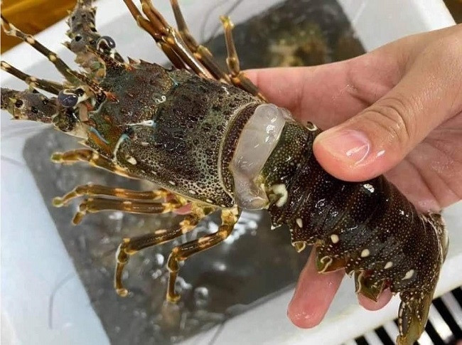 Trong khi đó, tôm hùm to sẽ nhiều thịt hơn, phần thịt ăn cũng chắc và đậm vị hơn là hàng nhỏ. Vì vậy, người tiêu dùng cần cân nhắc tìm hiểu thật kỹ trước khi mua online. Ảnh: Facebook
