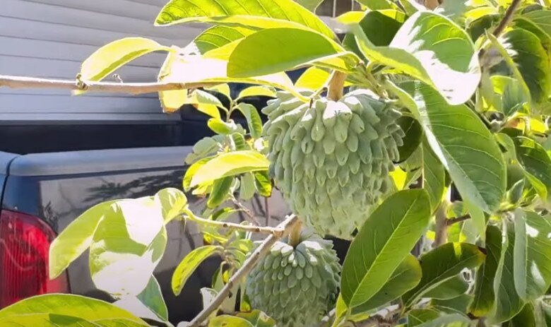 Cây mãng cầu Do Thái phát triển tươi tốt và cho trái to. Ảnh chụp màn hình