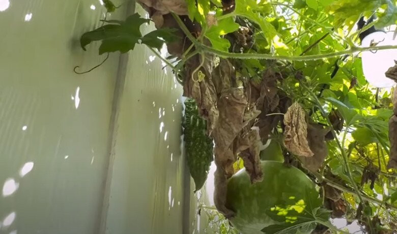 Khổ qua cũng đan xen trên giàn. Ảnh chụp màn hình