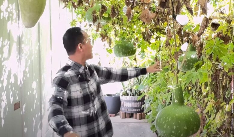 Đây là giống bầu do ba anh - danh ca Chế Linh lấy hạt từ Canada về cho. Ảnh chụp màn hình