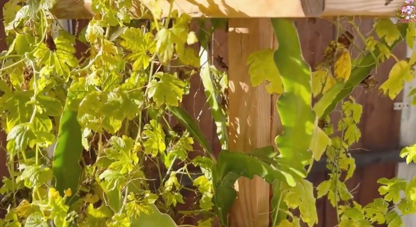 Ấn tượng nhất trong căn nhà của Chế Phong là sân vườn nhỏ xinh. Tại đây, nam ca sĩ trồng đủ các loại cây trái trong bồn đất. Ảnh chụp màn hình