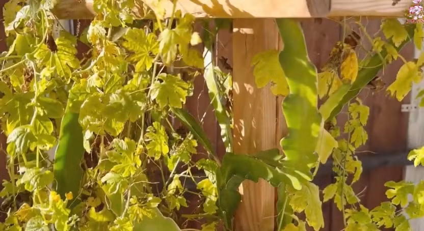 Ấn tượng nhất trong căn nhà của Chế Phong là sân vườn nhỏ xinh. Tại đây, nam ca sĩ trồng đủ các loại cây trái trong bồn đất. Ảnh chụp màn hình