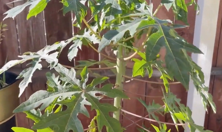 Phía trước nhà còn có cây đu đủ. Ảnh chụp màn hình