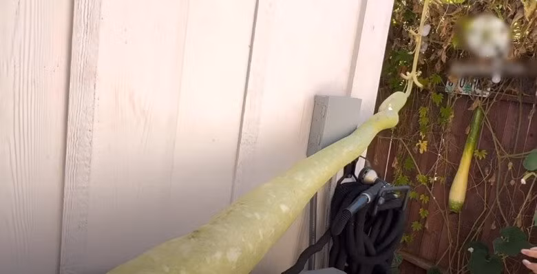 Quả bầu dài ngoằng đến 6 gang tay khiến nhiều người thích thú. Ảnh chụp màn hình