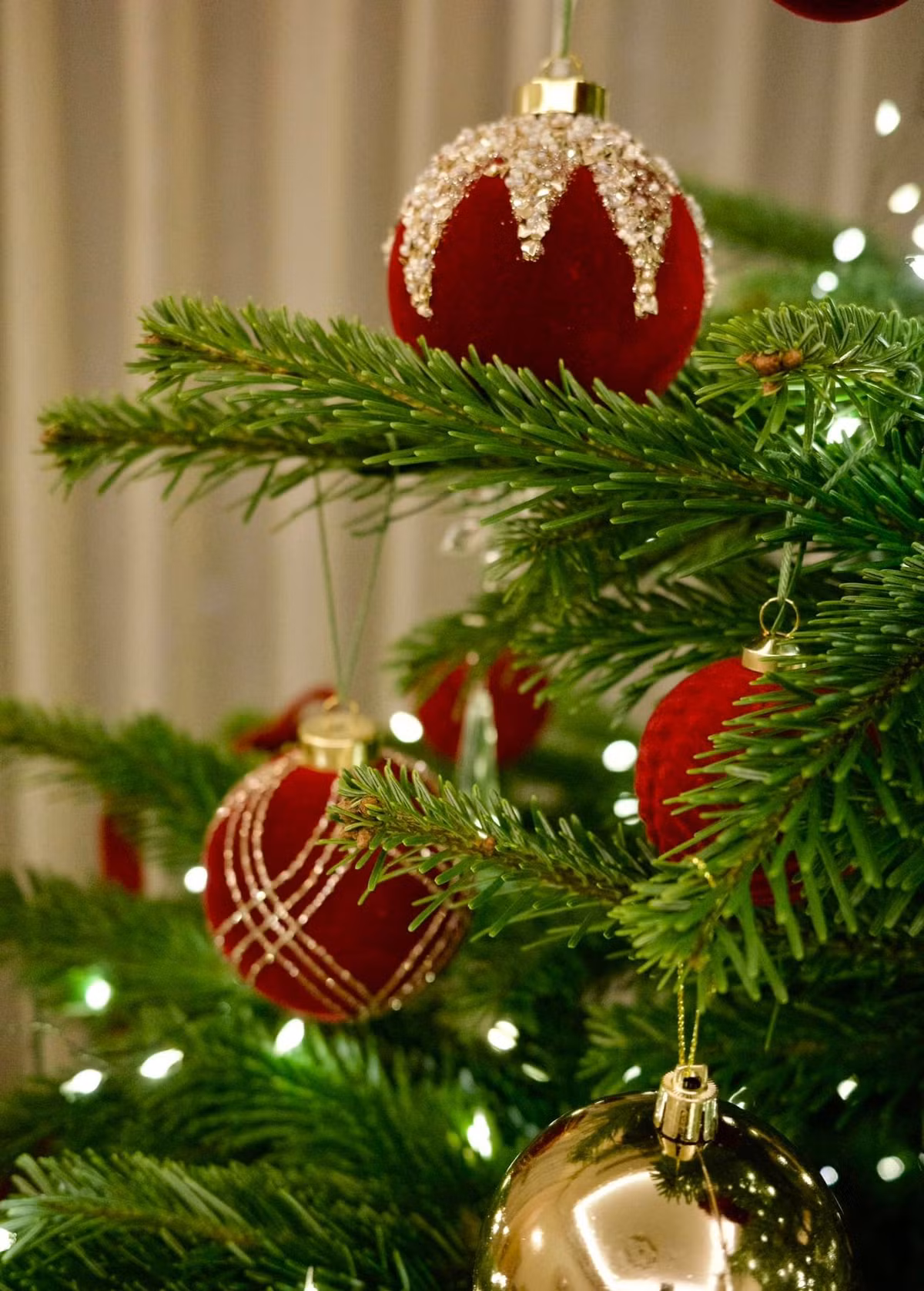 Cành thông tươi vừa cứng cáp lại vừa thơm. Ảnh: FB Nguyen Diep Chi