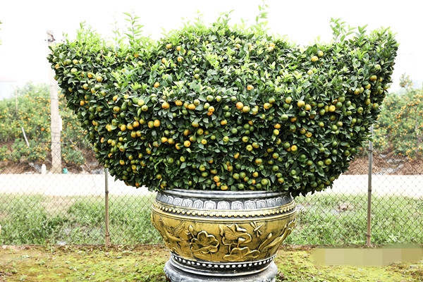 Ngoài ra, những chậu quýt thỏi vàng có giá 30 triệu đồng. Ảnh: Suckhoedoisong