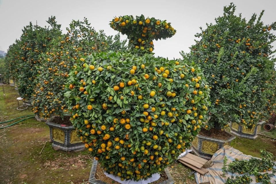 Một cặp quýt đẹp giá cao phải đáp ứng tiêu chí cân đối về hình dáng, quả mọng, vàng, lá tươi xanh, có cả quả xanh và lộc non, thể hiện sự sinh sôi, phát triển. Ảnh: Vietnam+