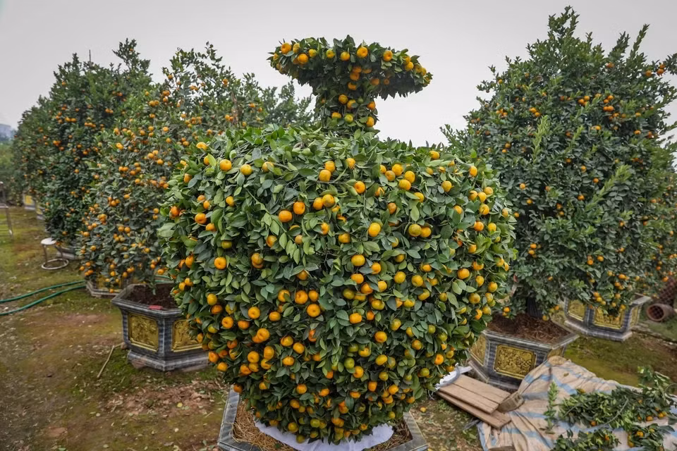 Một cặp quýt đẹp giá cao phải đáp ứng tiêu chí cân đối về hình dáng, quả mọng, vàng, lá tươi xanh, có cả quả xanh và lộc non, thể hiện sự sinh sôi, phát triển. Ảnh: Vietnam+