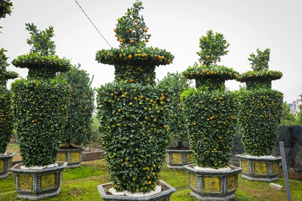 Vườn quýt nhà anh Nguyễn Văn Thạnh (xã Liên Nghĩa, huyện Văn Giang, tỉnh Hưng Yên) có nhiều cây quýt lục bình khổng lồ thu hút đông đảo khách mua. Ảnh: Vietnam+